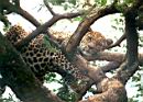 leopard_strom.jpg
