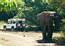 safari_slon_jeep.jpg